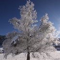 Lac de Joux - 011